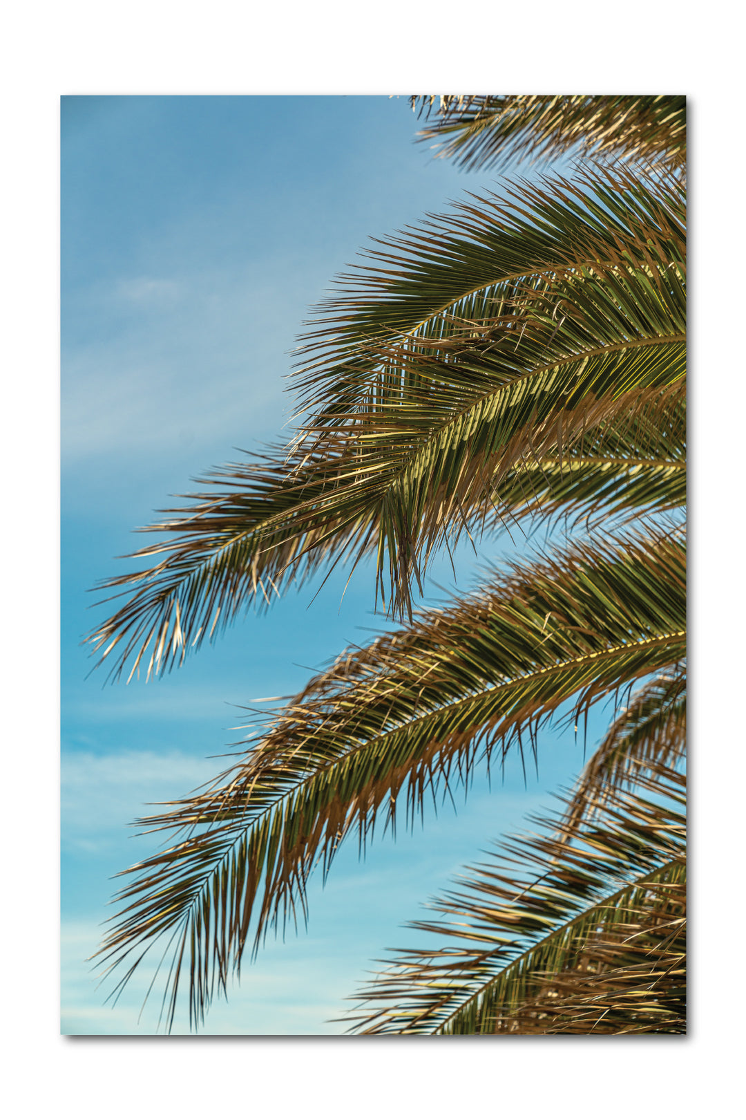 Paradise Acrylic Print - 16x24