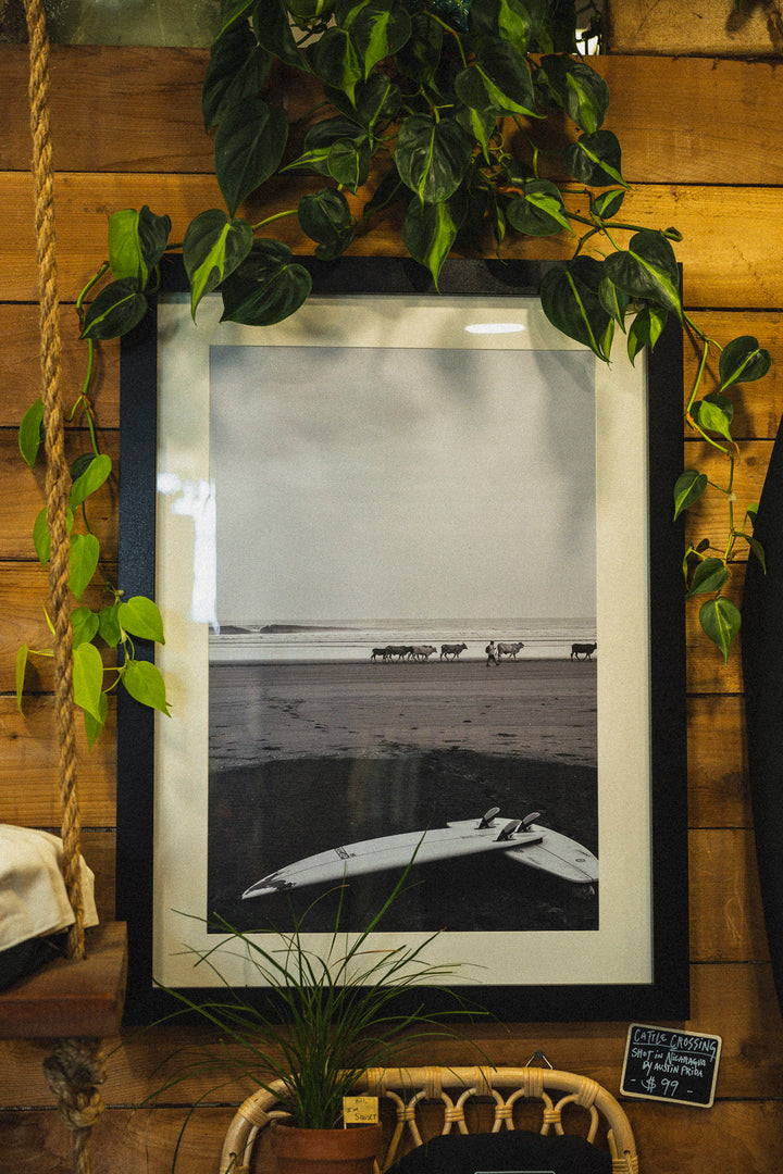 'Cattle Crossing' Framed Photo - 16x24