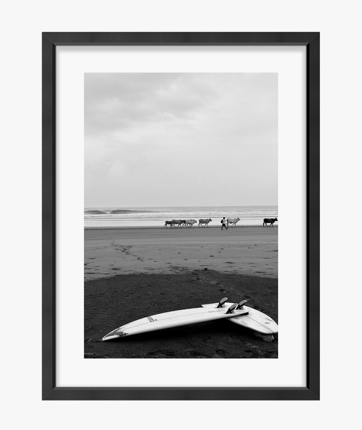 'Cattle Crossing' Framed Photo - 16x24